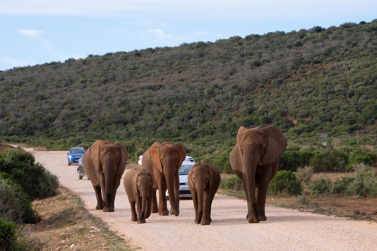 Addo Elephant Nationalpark in Südafrika - Globetrotter Select