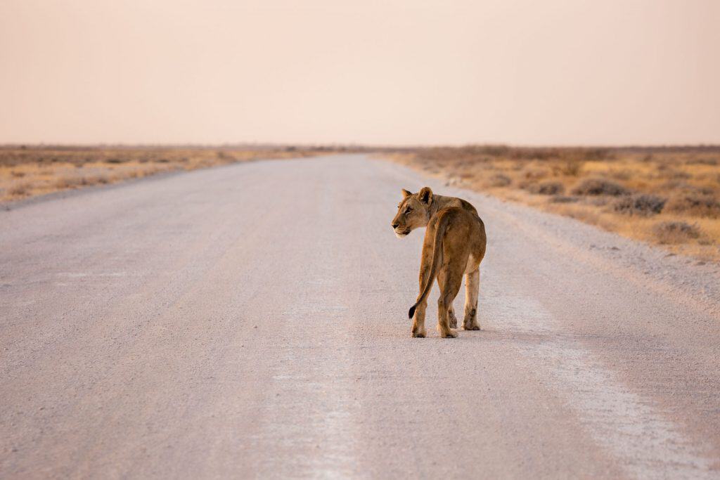 Die schönsten Luxus Lodges Namibia Lioness on the road in Etosha National Park at sunset. Namibia