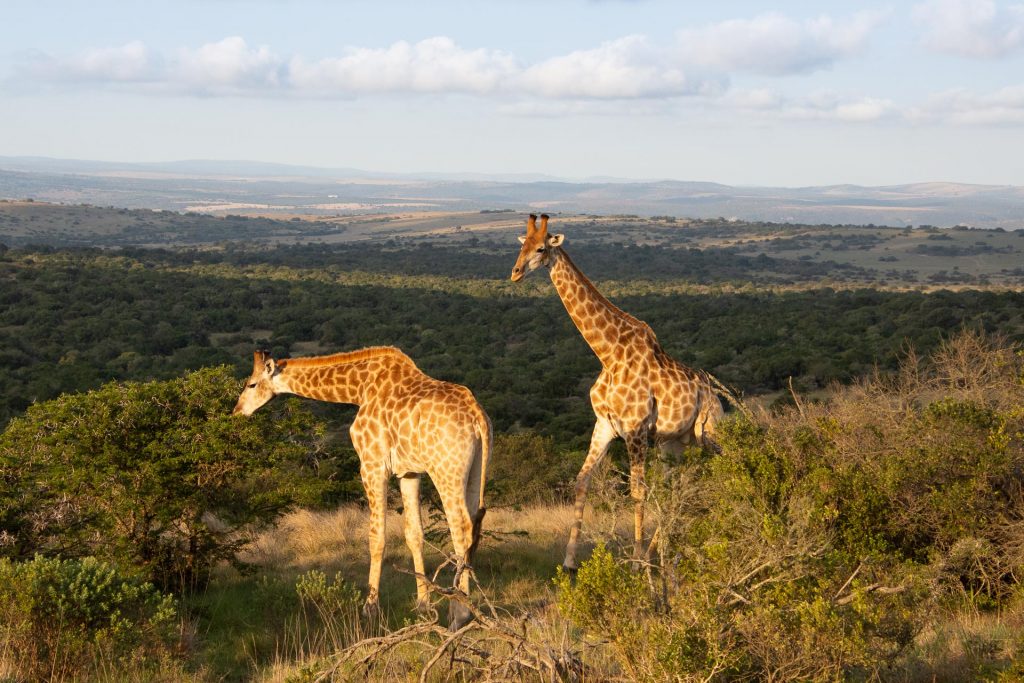 Amakhala Game Reserve Suedafrika Globetrotter Select 20