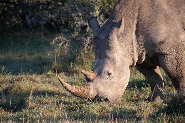 Nashorn Südafrika - Globetrotter Select