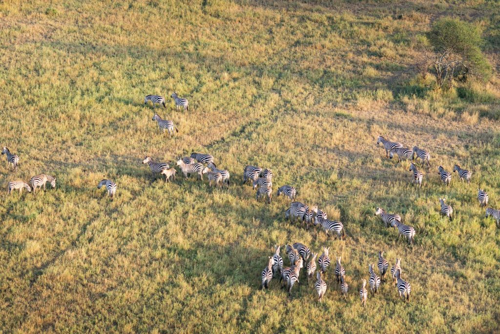Zebraherde von oben, Ballonfahrt im Serengeti Nationalpark, Globetrotter Select