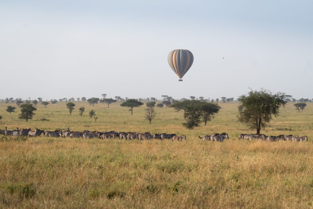 Gnuherde mit Ballon im Hintergrund, Ballonfahrt im Serengeti Nationalpark, Globetrotter Select
