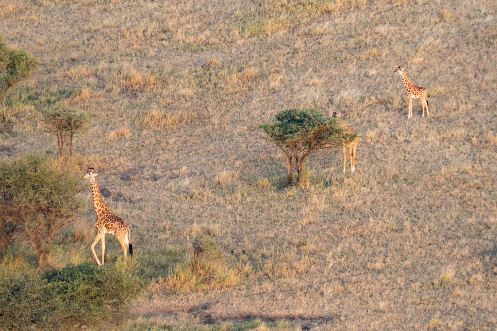 Giraffen von oben, Ballonfahrt im Serengeti Nationalpark, Globetrotter Select