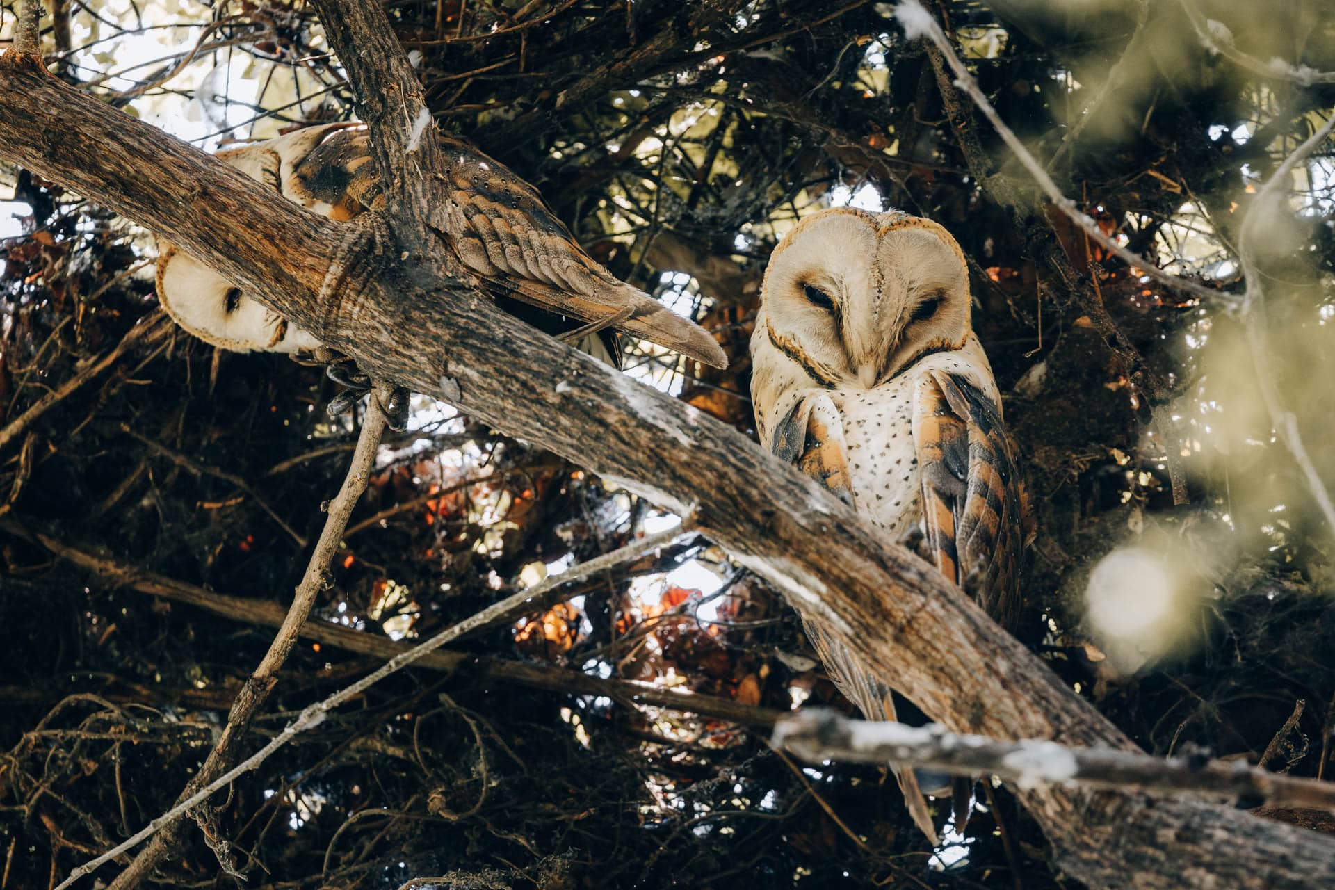 Blue Zebra Island Lodge