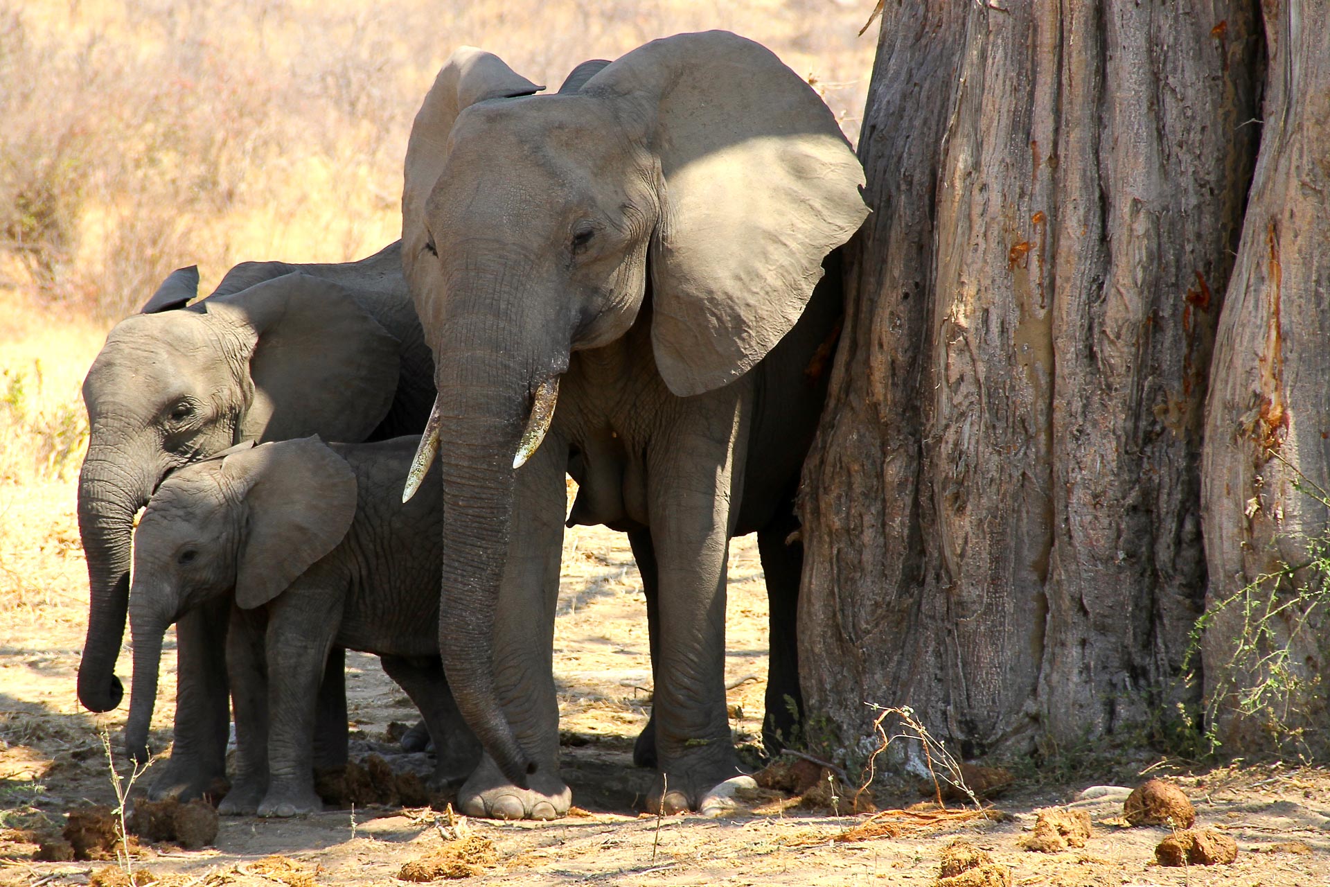 Elefanten in Botswana - Globetrotter Select