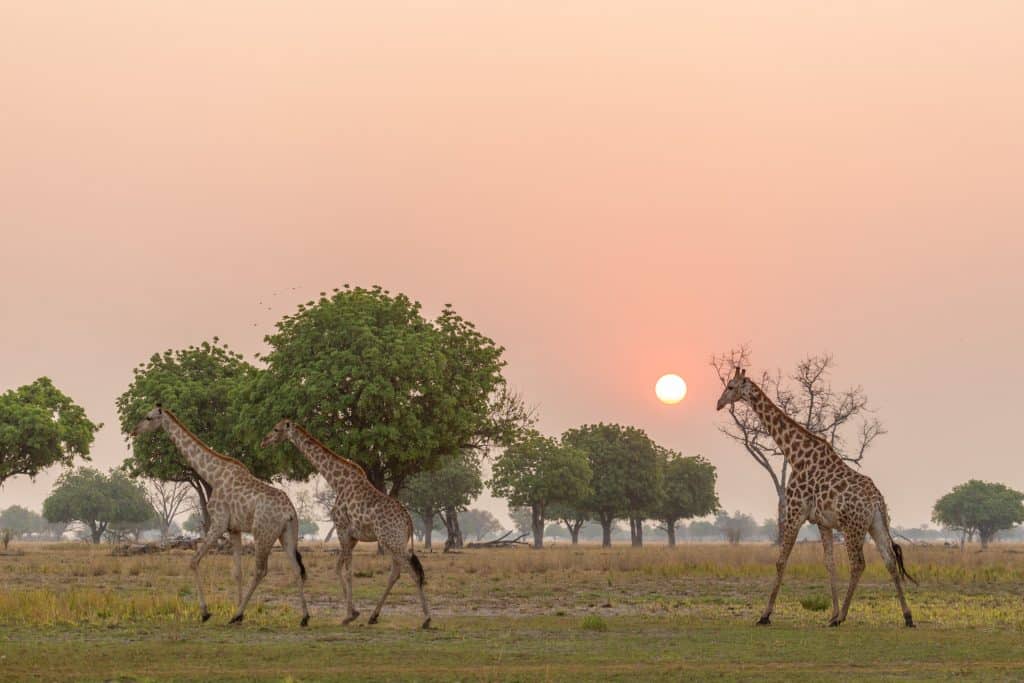 Sonnenuntergang mit Giraffen im Okavango Delta in Botswana