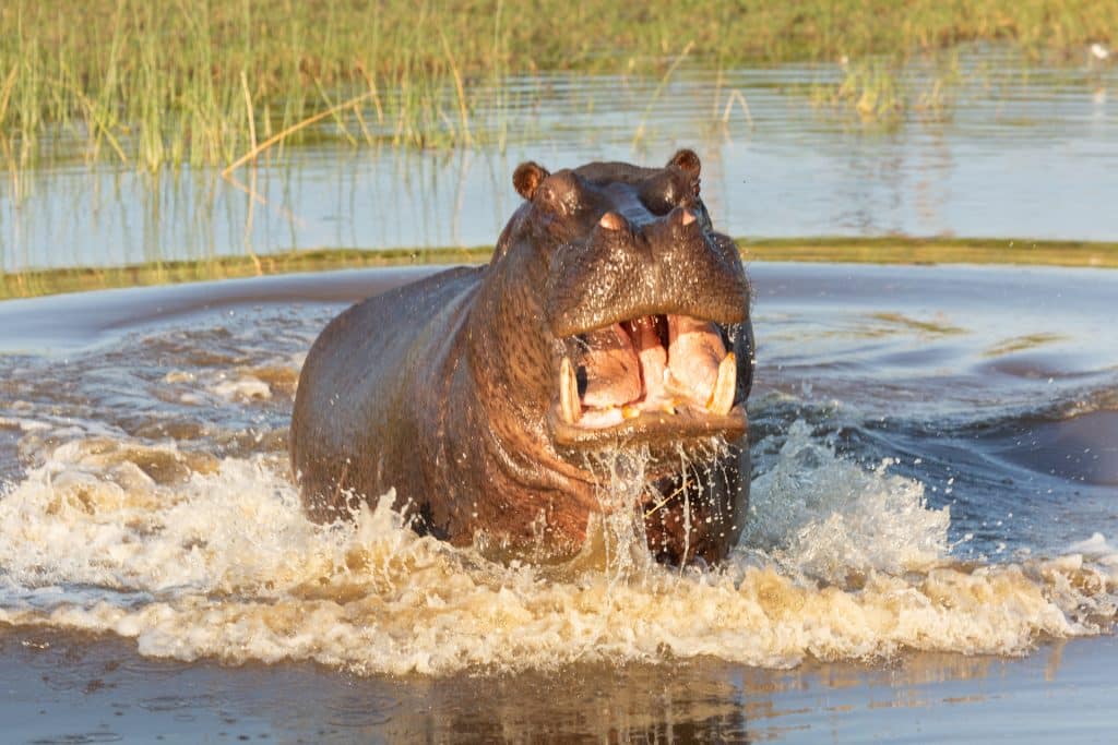 Nilpferd im Okavango Delta in Botswana