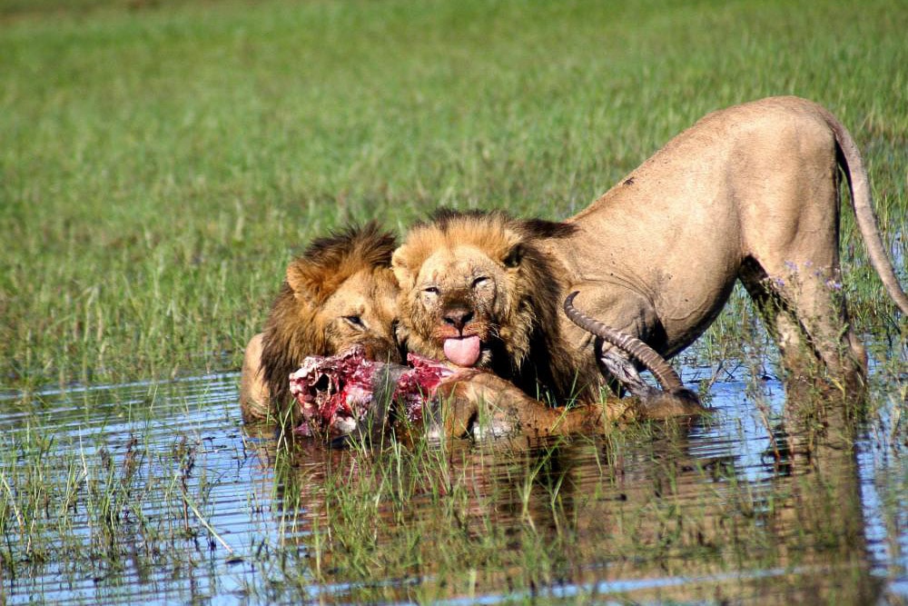 Löwen im Okavango Delta - Globetrotter Select