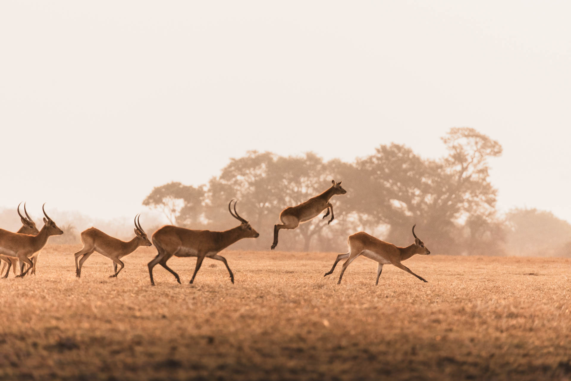 Busanga Bush Camp Wilderness