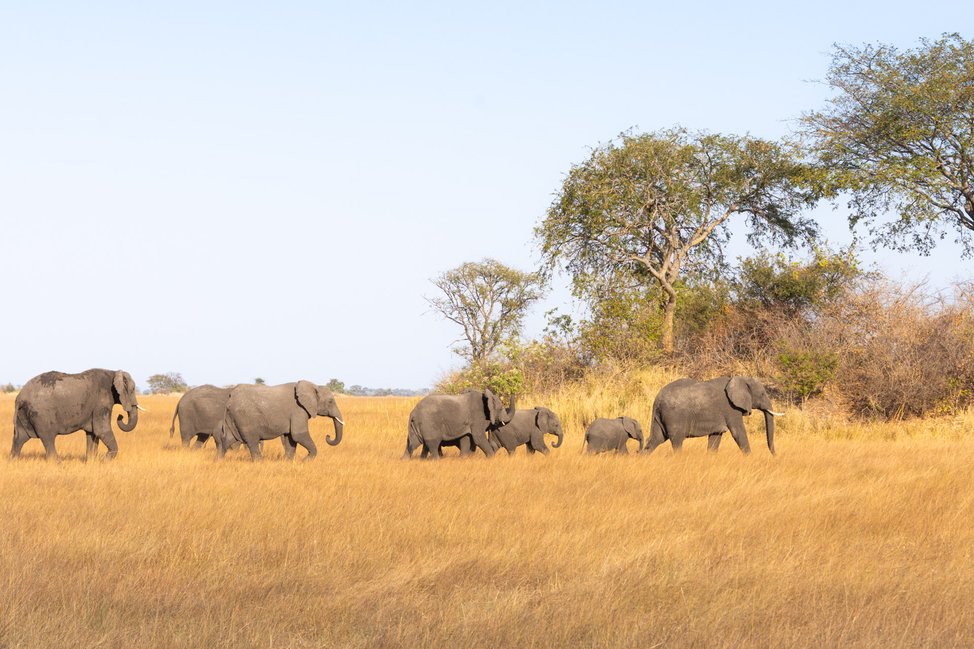 Busanga-Plains-Kafue-Sambia-Globetrotter-Select-17