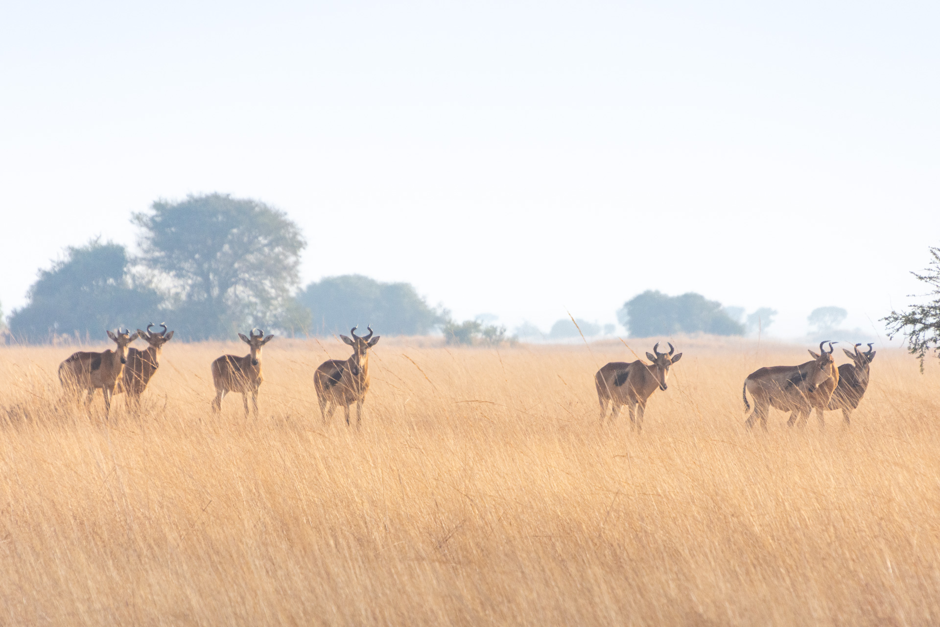 Busanga-Plains-Kafue-Sambia-Globetrotter-Select-2