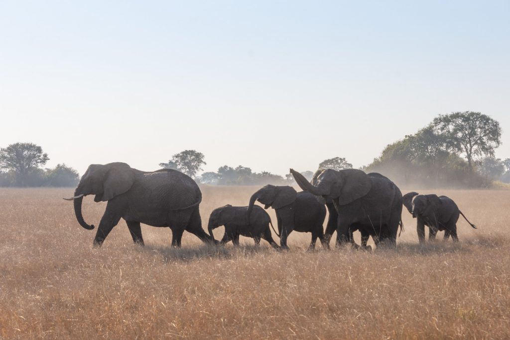 Busanga Plains Kafue Sambia Globetrotter Select 21