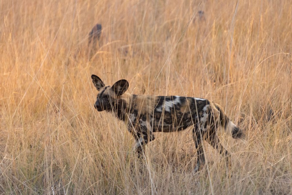 Busanga Plains Kafue Sambia Globetrotter Select 26