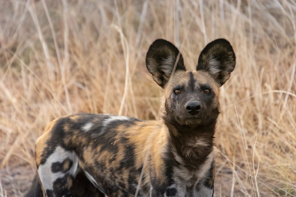 Busanga Plains Kafue Sambia Globetrotter Select 31