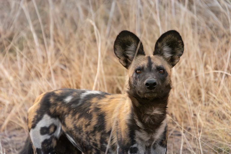 Busanga Plains Kafue Sambia Globetrotter Select 31