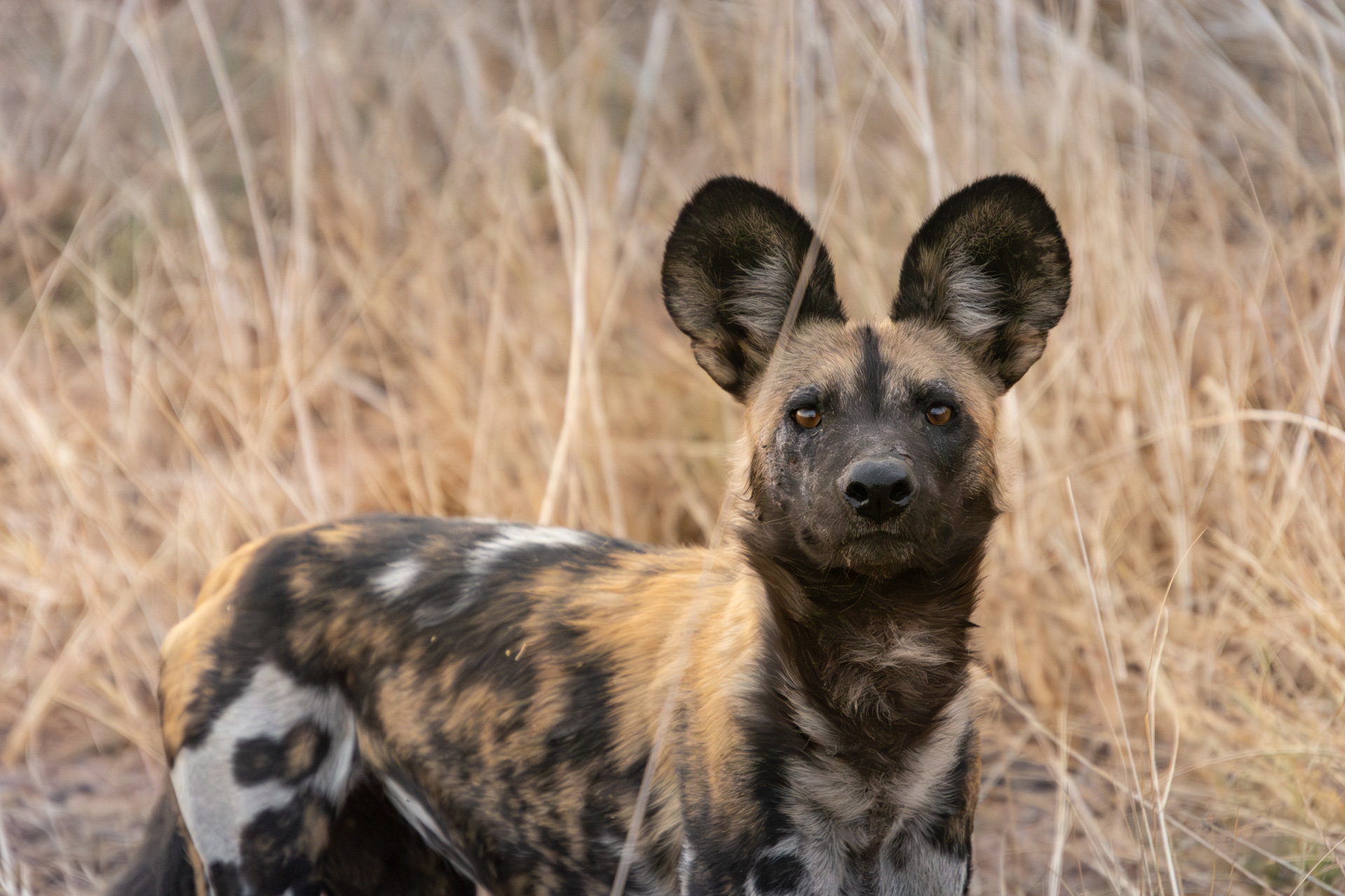 Busanga-Plains-Kafue-Sambia-Globetrotter-Select-31