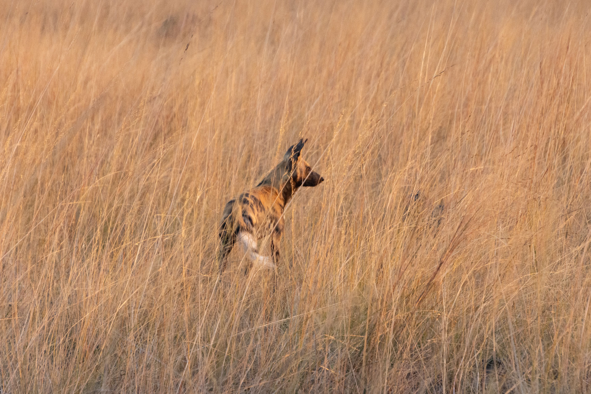 Busanga-Plains-Kafue-Sambia-Globetrotter-Select-32