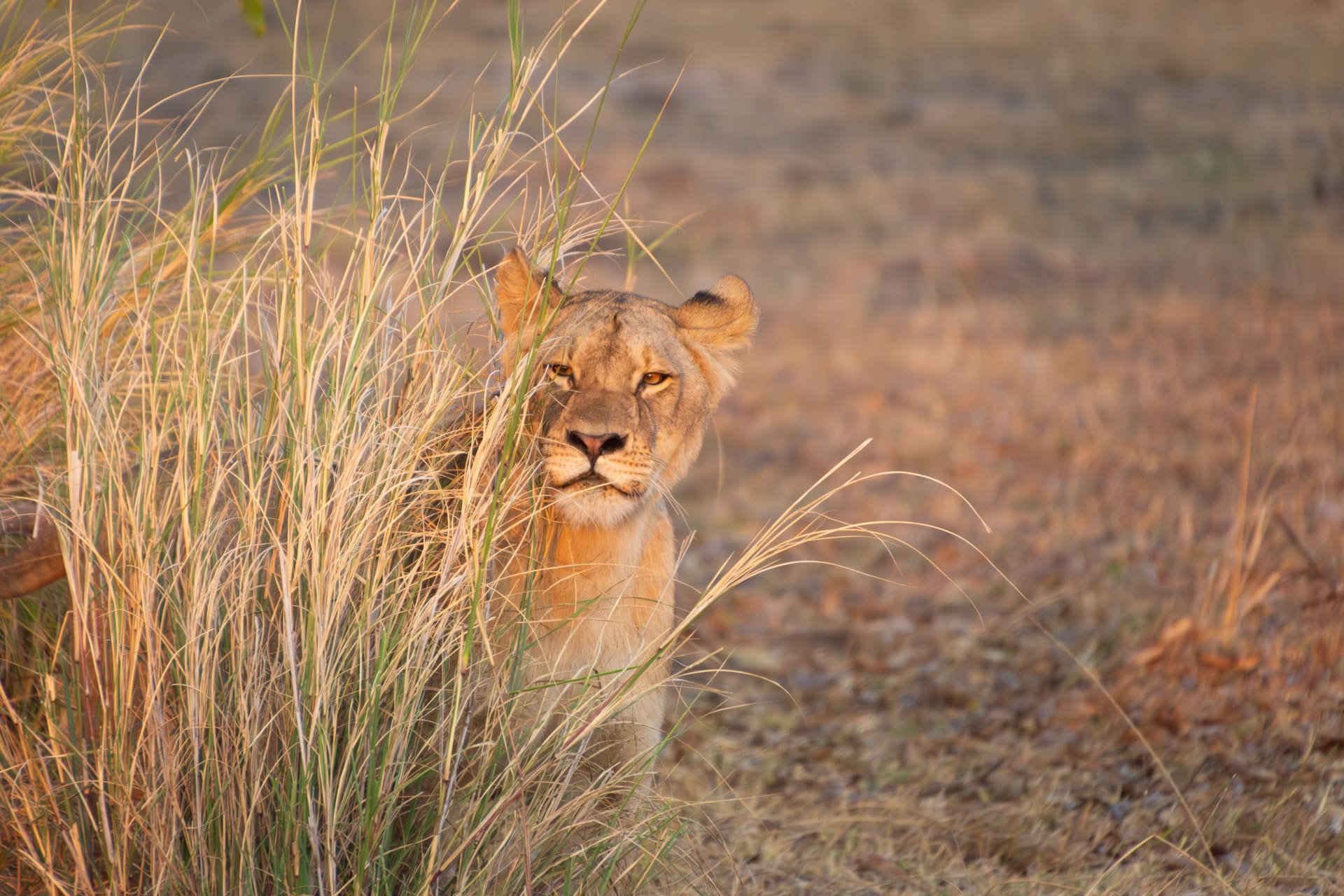 Kafue Nationalpark & Busanga Plains Safari