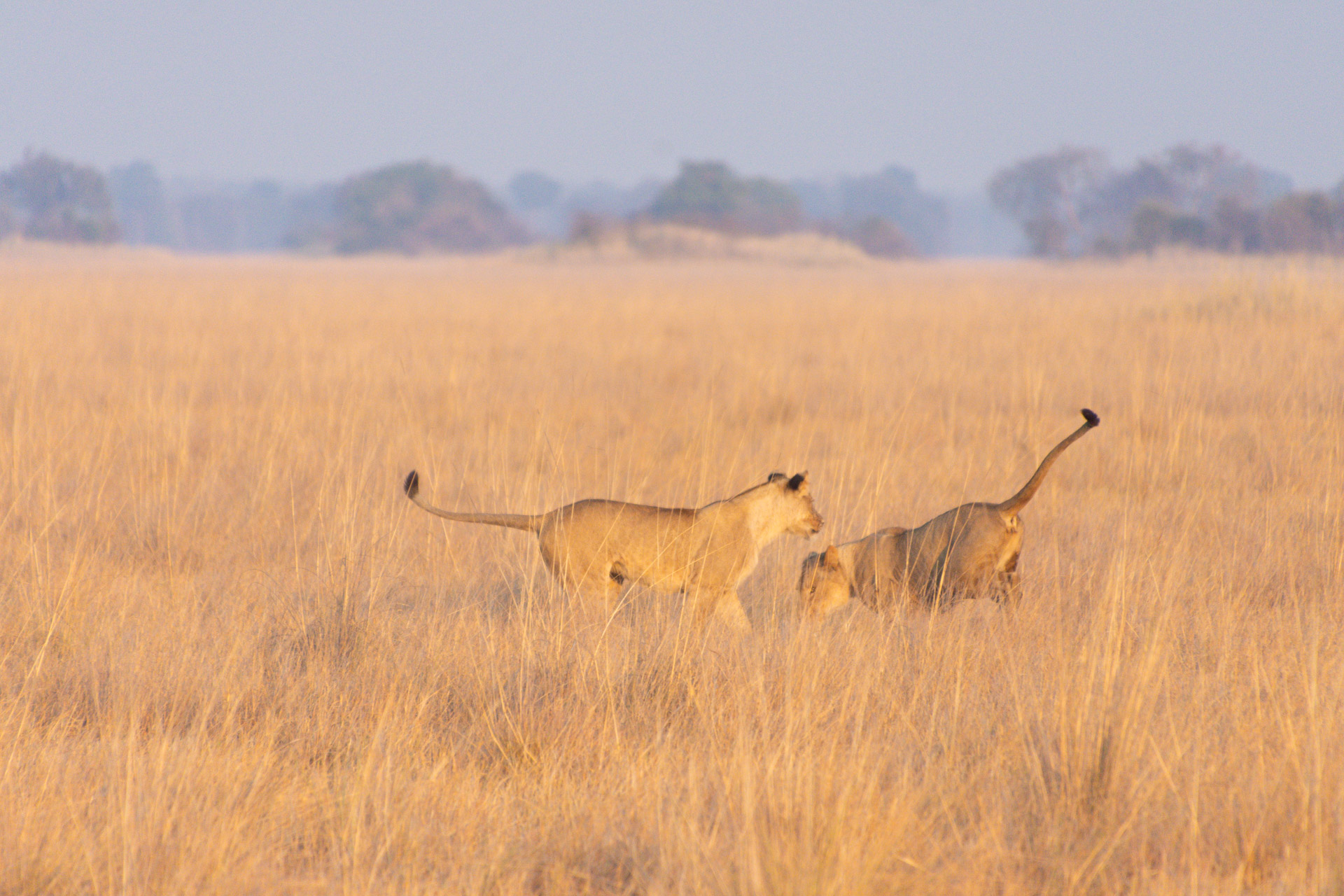 Busanga-Plains-Kafue-Sambia-Globetrotter-Select-53