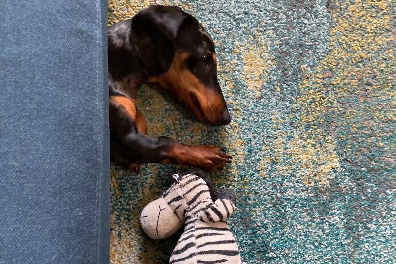 Dackel Udo mit Zebra