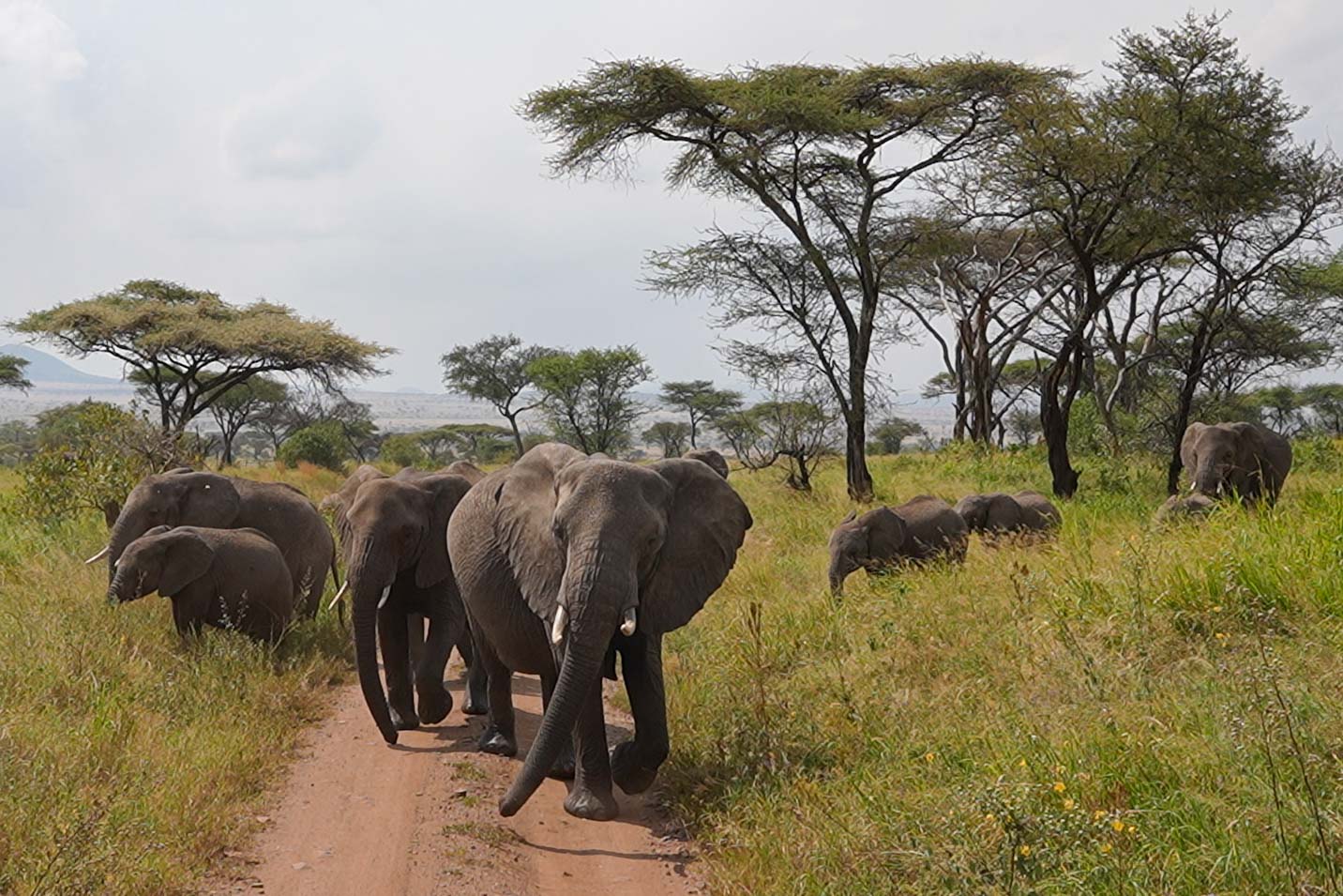 Elefanten-Serengeti-Tansania-Globetrotter-Select-2026-2