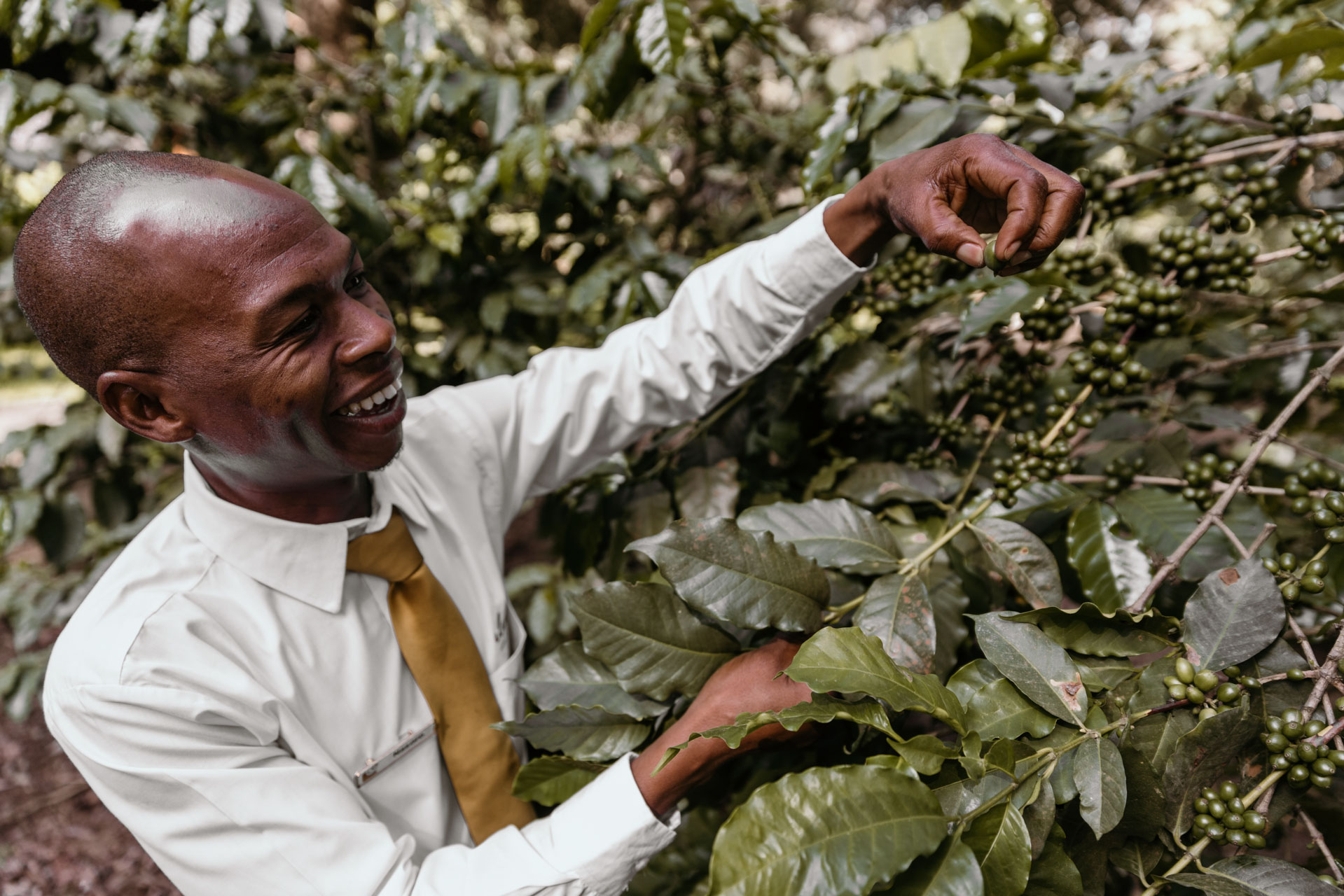 Elewana Collection - Arusha Coffee Plantation