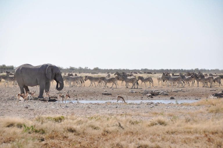 Etosha Nationalpark in Namibia - Globetrotter Select