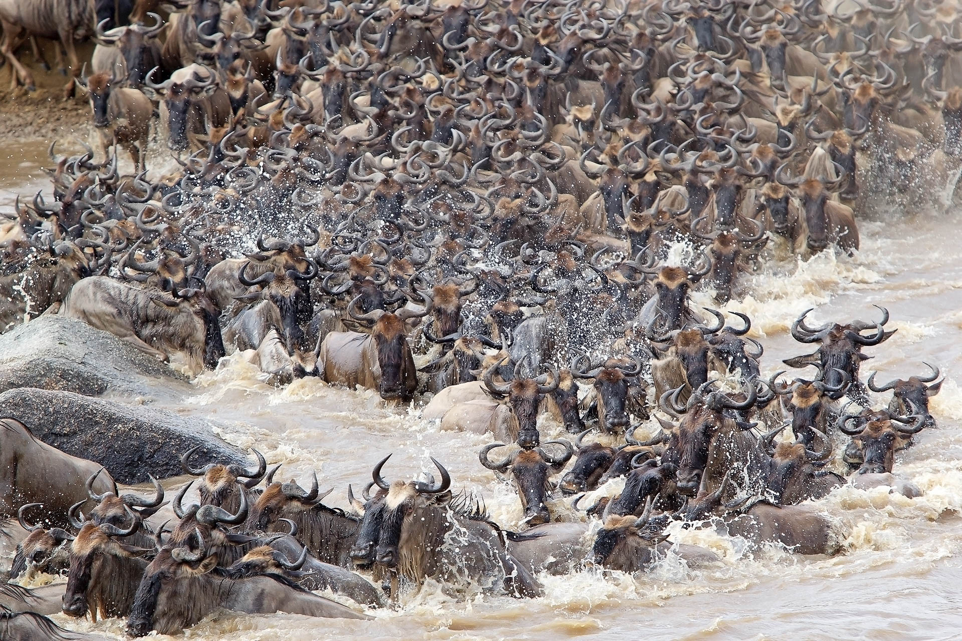 Wildebeest (Connochaetes taurinus) migration at the Mara river crossing