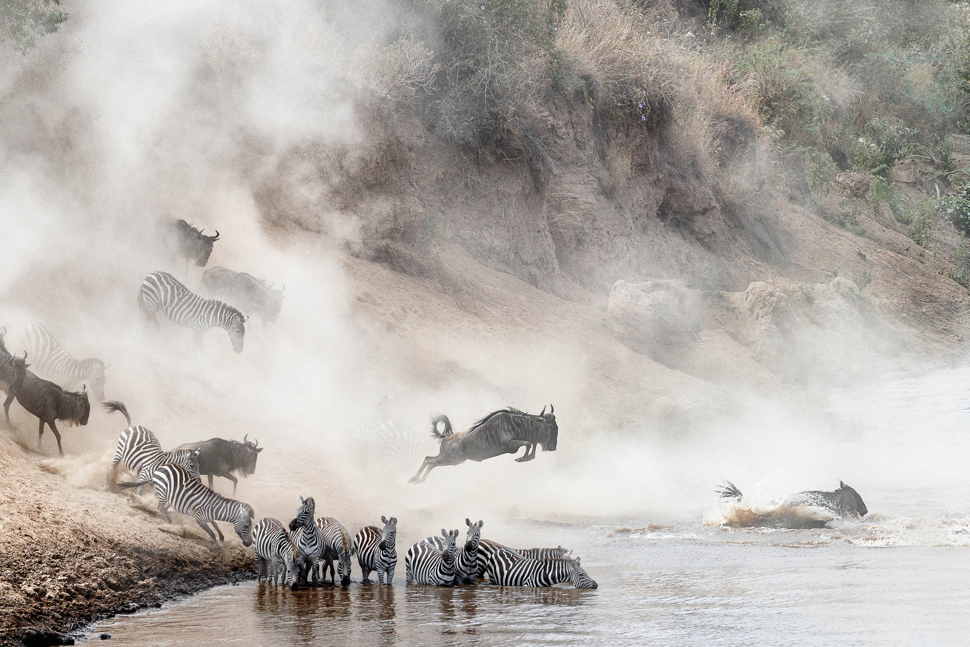 Dramatic photo herds of zebra and wildebeest leaping into the Mara River in Kenya, Africa during migration season