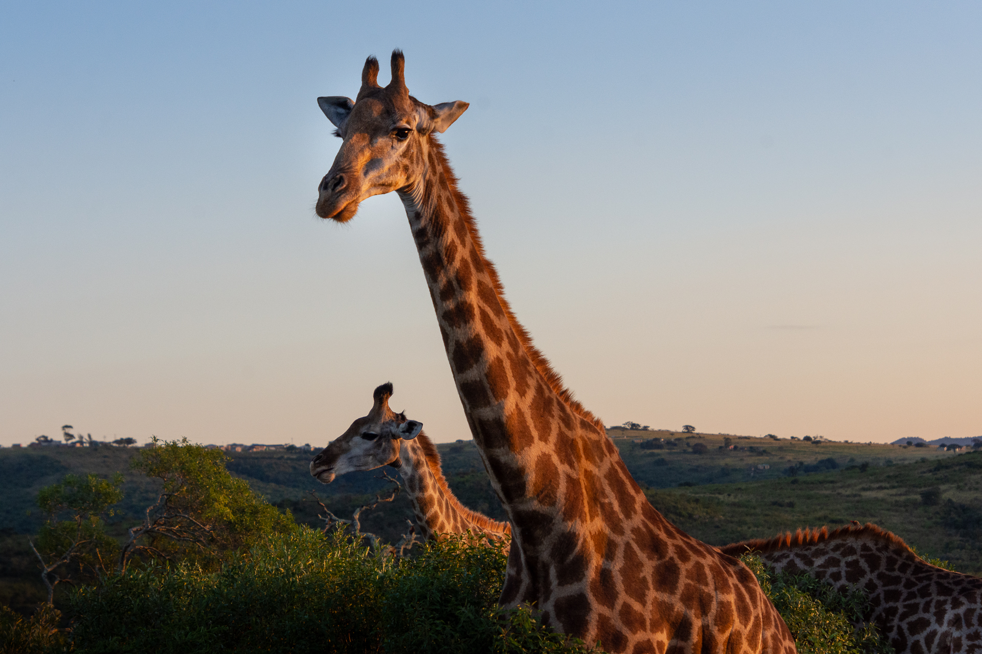 Hluhluwe Nationalpark in Südafrika - Globetrotter Select