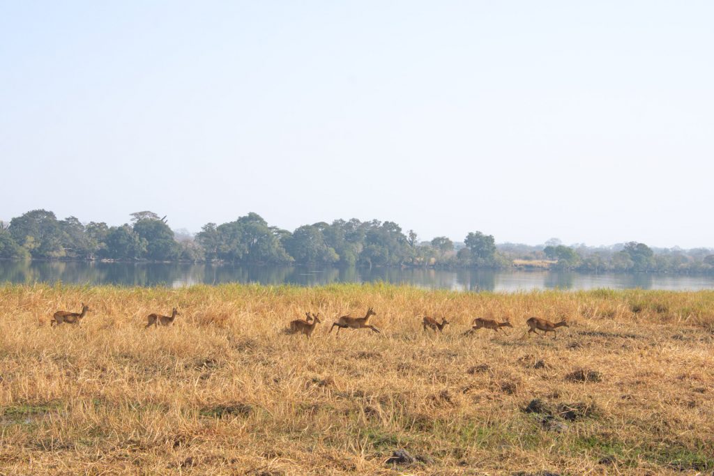 Kafue Nationalpark Sambia Globetrotter Select 5