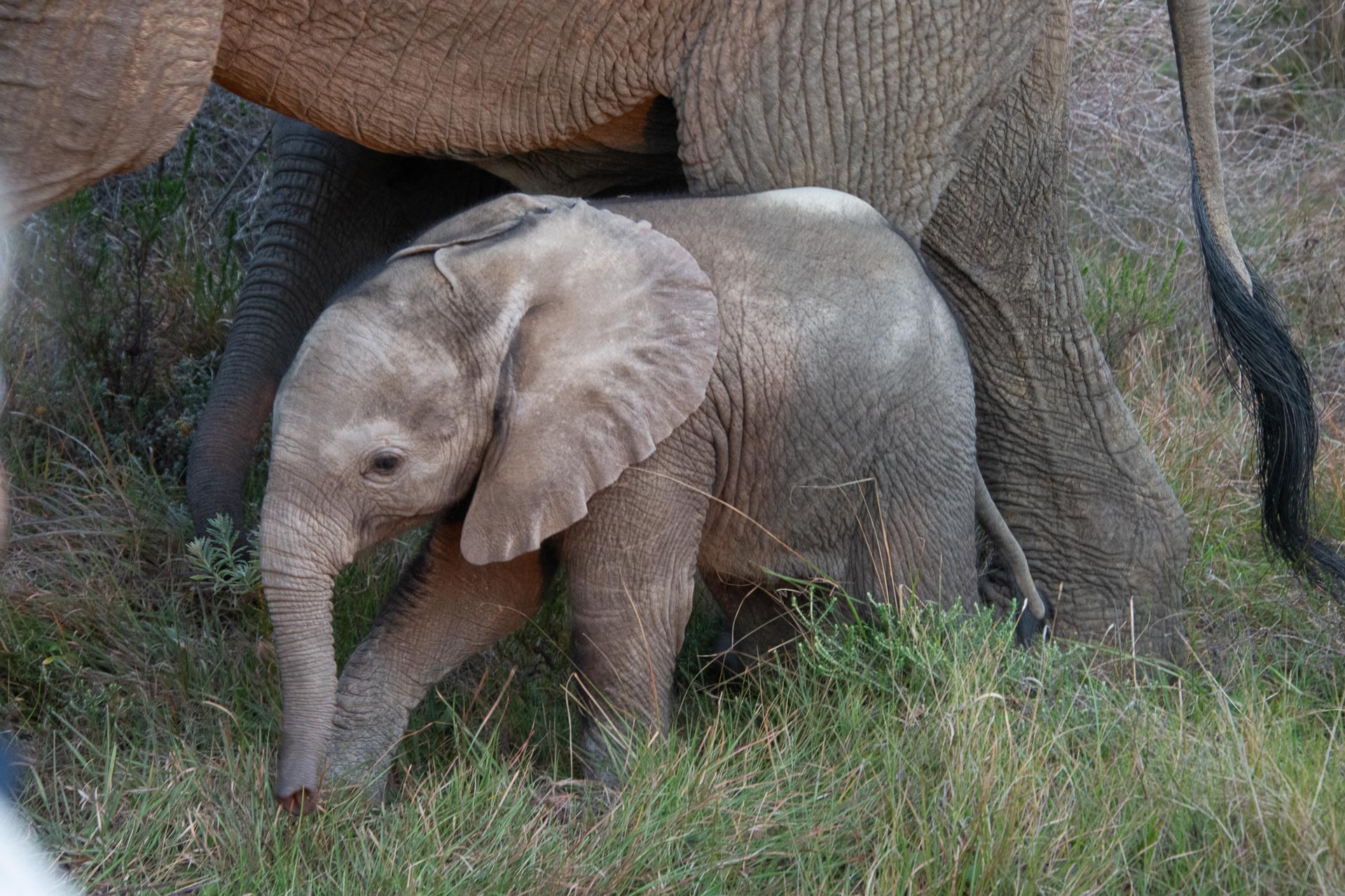 Elefant Südafrika - Globetrotter Select