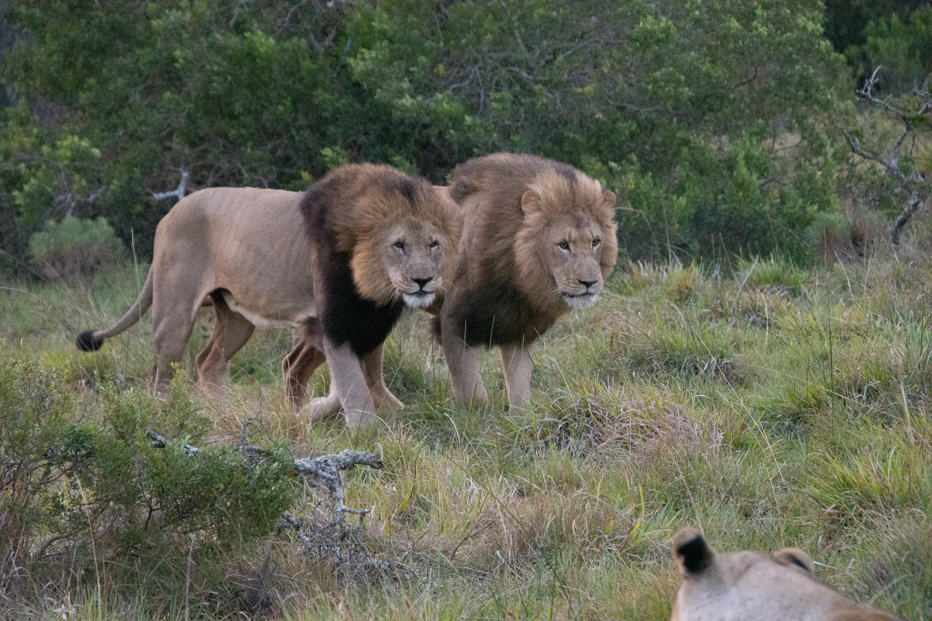 Löwe in Südafrika - Globetrotter Select