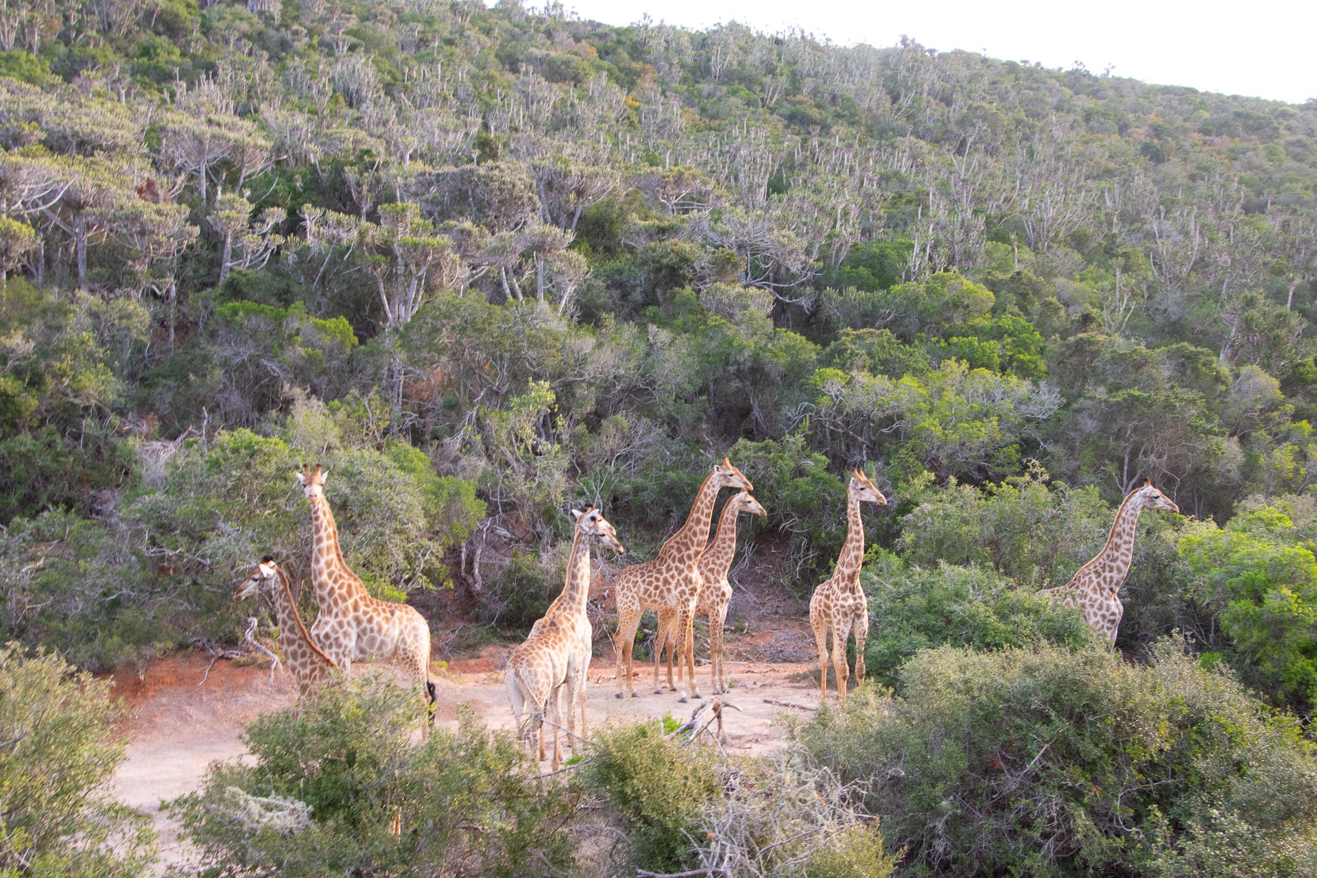 Giraffe Südafrika - Globetrotter Select