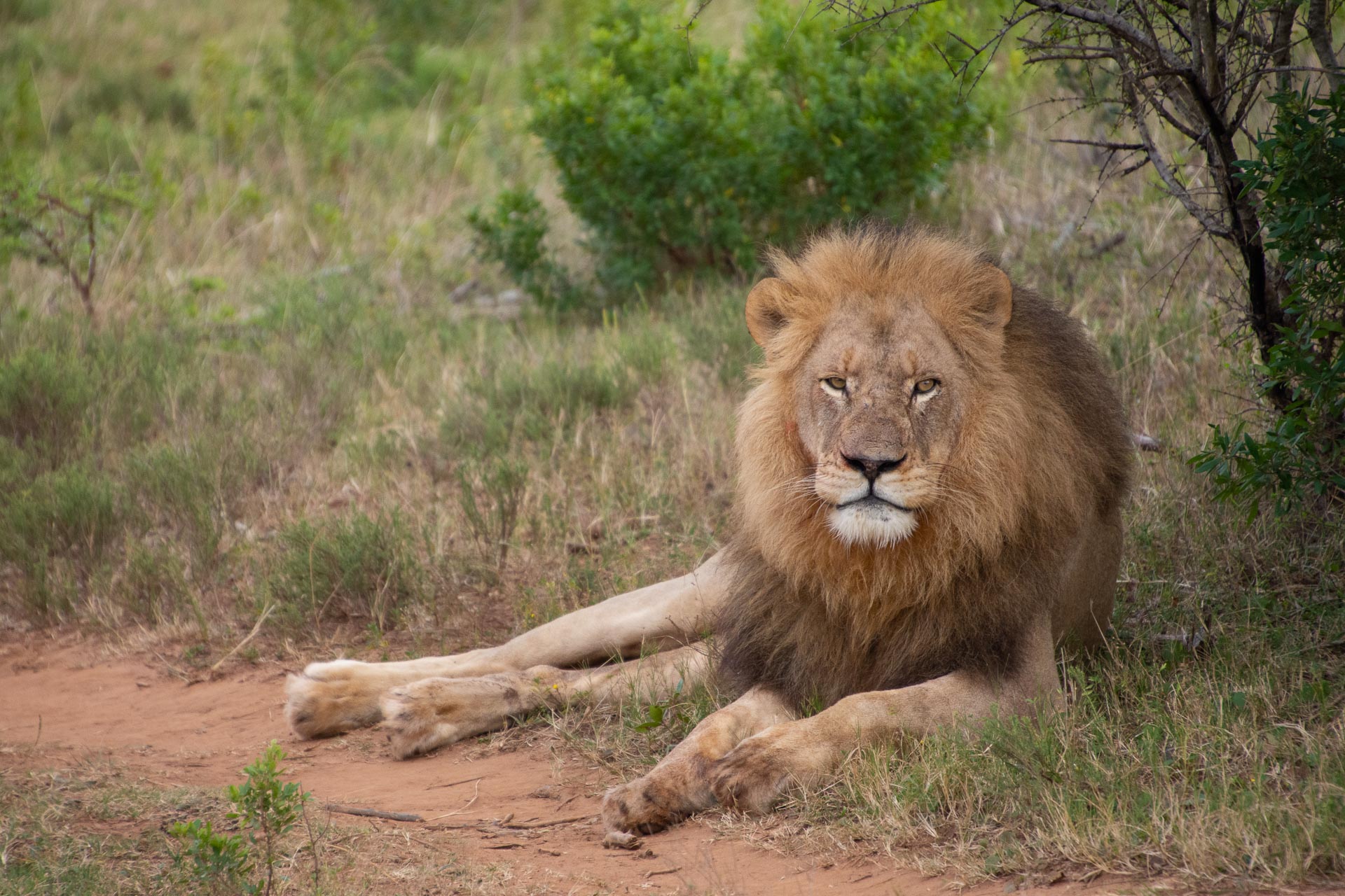 Löwe Südafrika - Globetrotter Select