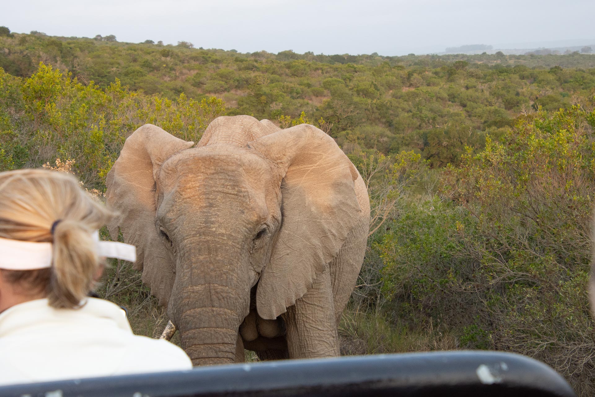 Kariega Game Reserve in Südafrika - Globetrotter Select