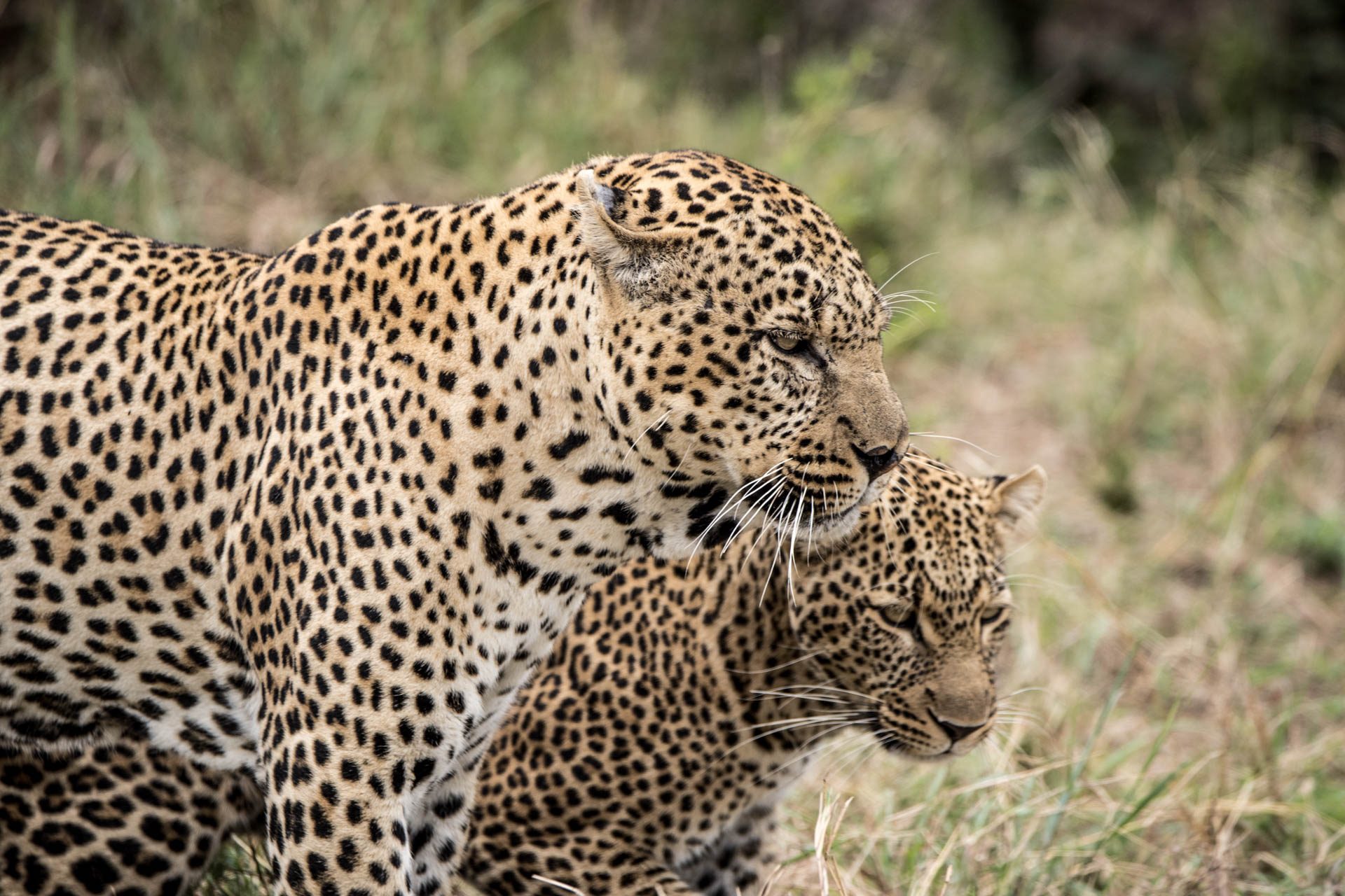 Leoparden auf einer Safari in Kenia