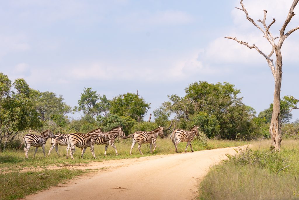Kruger Nationalpark Suedafrika Globetrotter Select 11