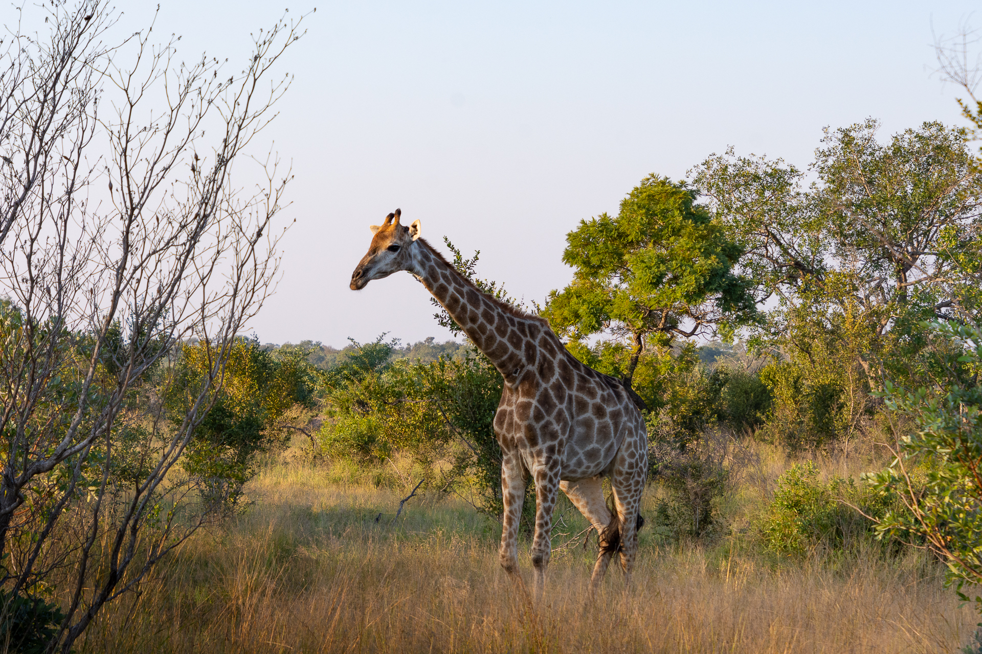Kruger-Nationalpark-Suedafrika-Globetrotter-Select-15
