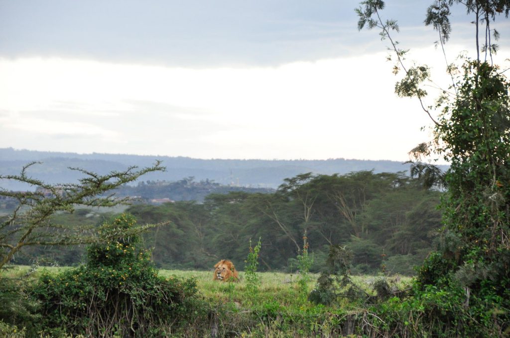 Safari Rundreise Kenia: Samburu, Lake Nakuru & Masai Mara Lake Nakuru Nationalpark