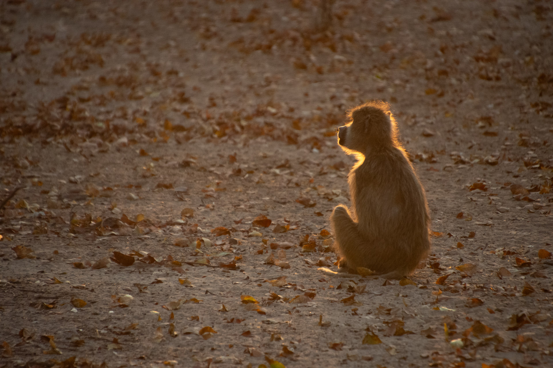 Liwonde-Nationalpark-Malawi-Globetrotter-Select-10
