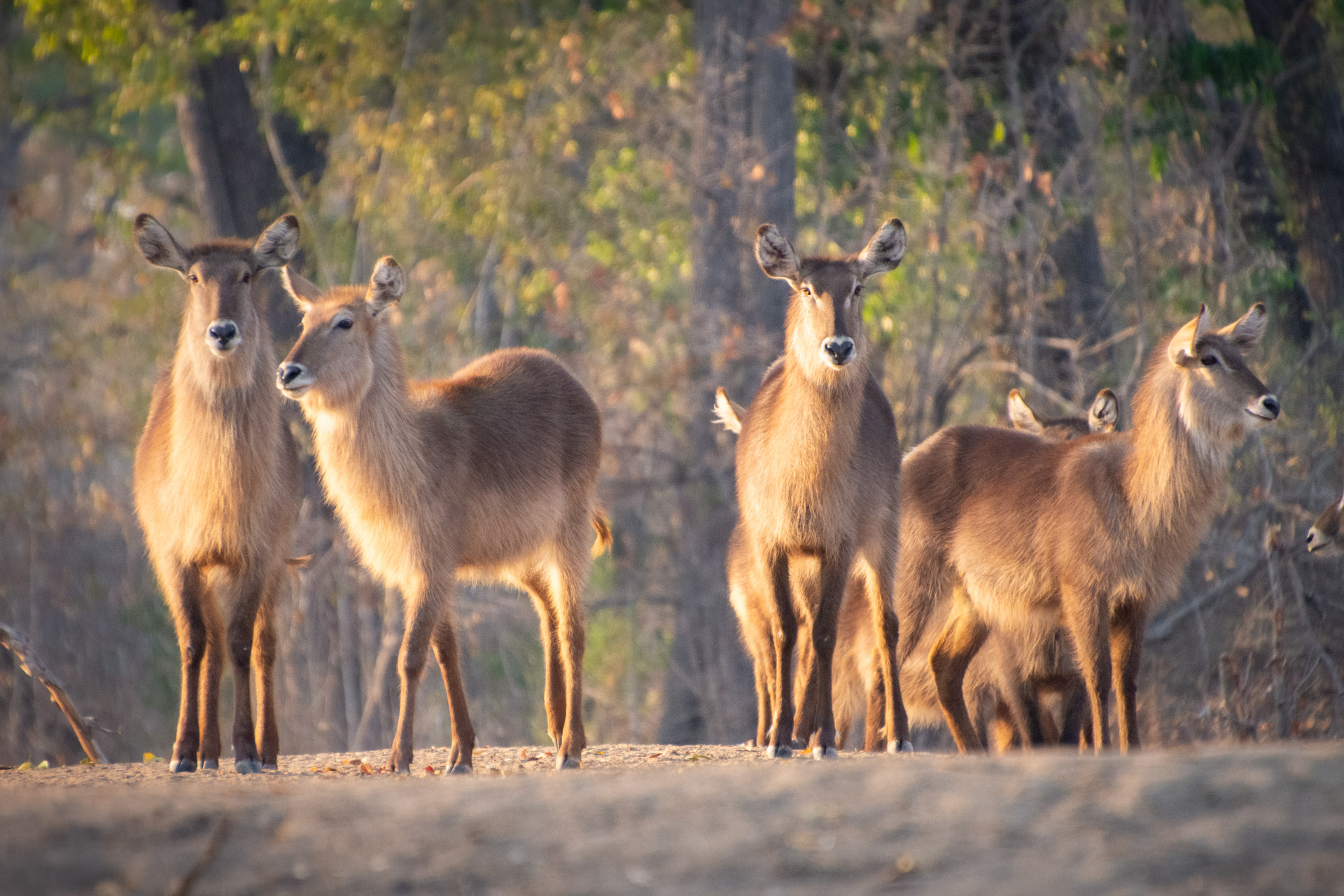 Liwonde-Nationalpark-Malawi-Globetrotter-Select-23
