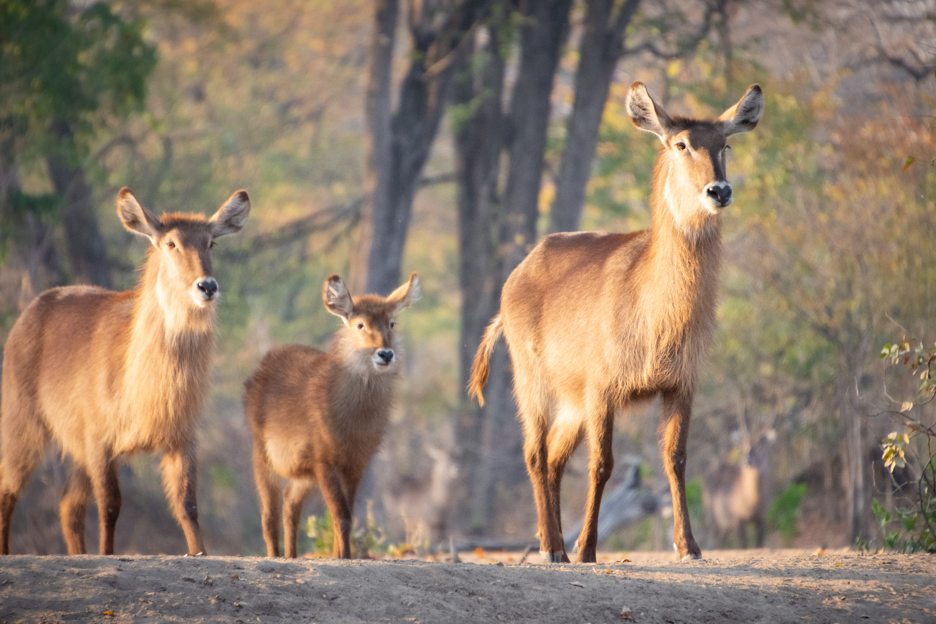 Liwonde-Nationalpark-Malawi-Globetrotter-Select-24