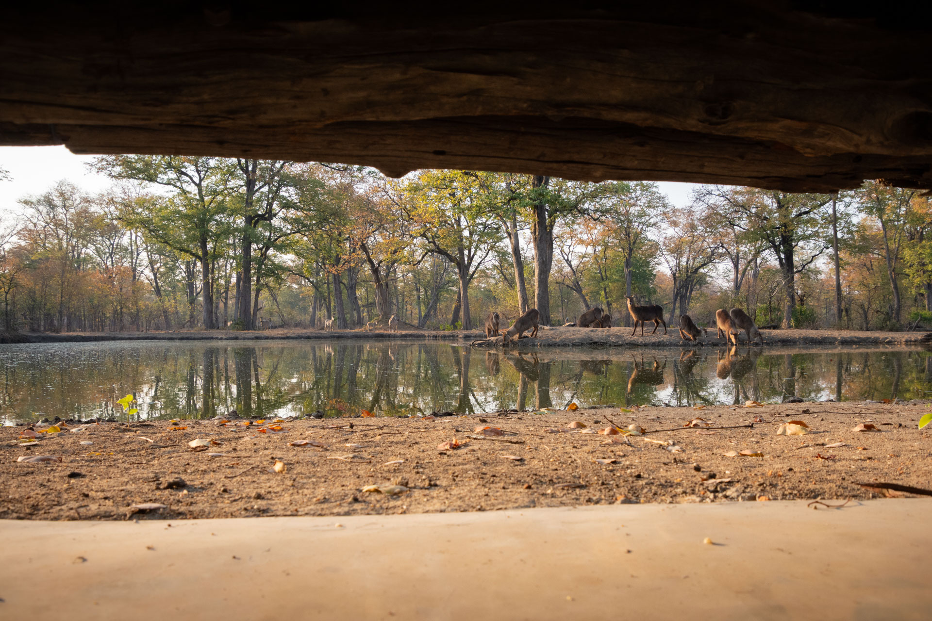 Liwonde-Nationalpark-Malawi-Globetrotter-Select-25