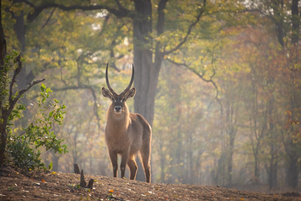 Malawi Rundreise abseits der Touristenpfade Liwonde Nationalpark Malawi Globetrotter Select 28