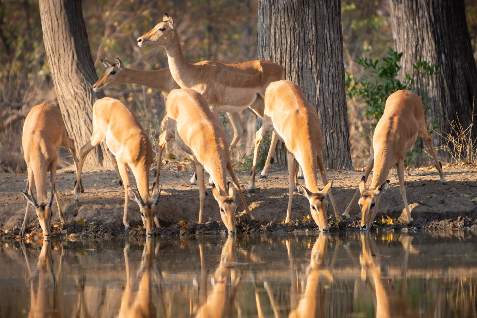 Liwonde-Nationalpark-Malawi-Globetrotter-Select-29