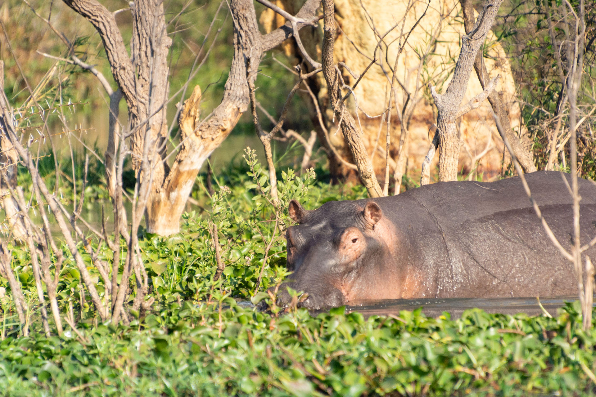 Liwonde-Nationalpark-Malawi-Globetrotter-Select-37