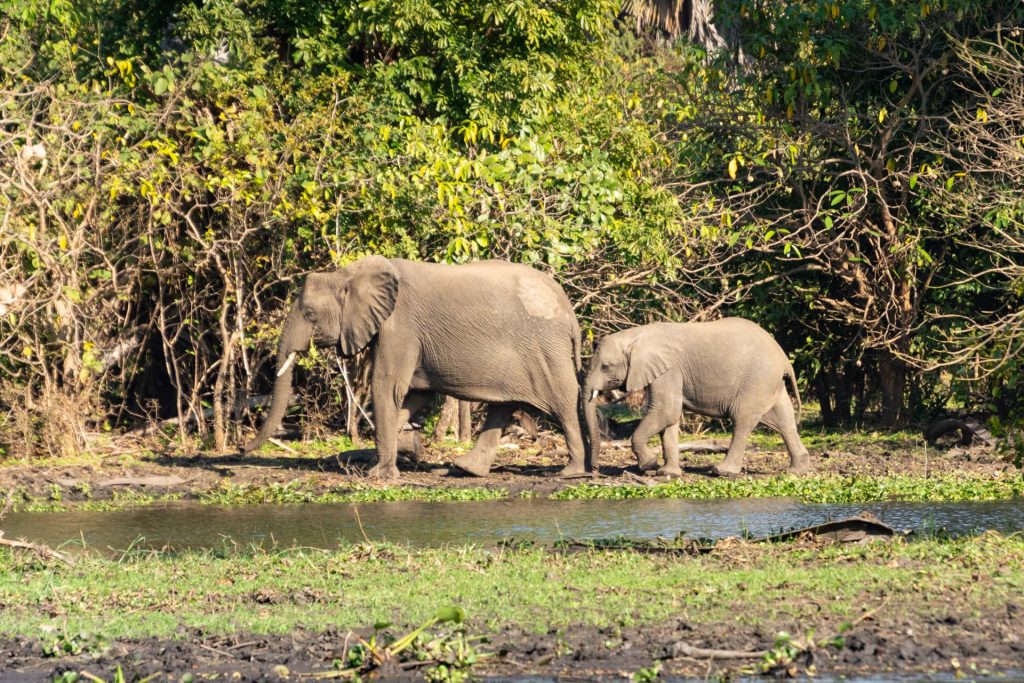 Malawi Rundreise abseits der Touristenpfade Liwonde Nationalpark Malawi Globetrotter Select 40