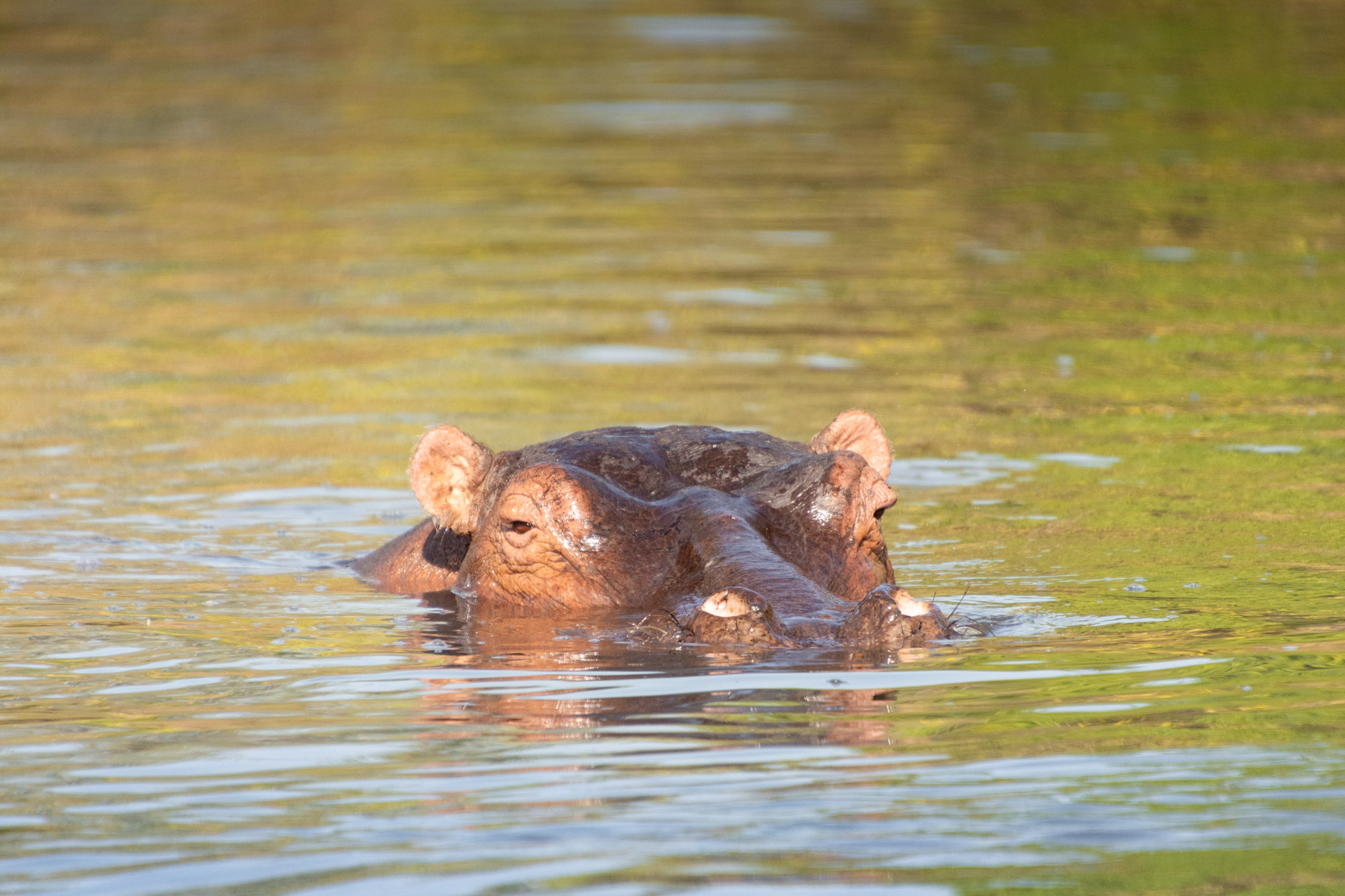 Liwonde-Nationalpark-Malawi-Globetrotter-Select-42