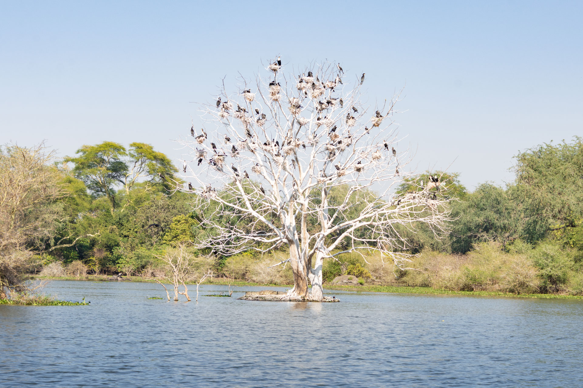 Liwonde-Nationalpark-Malawi-Globetrotter-Select-45